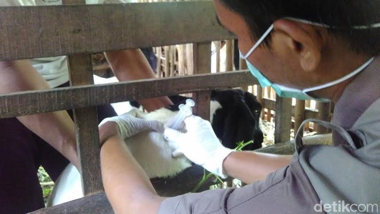 Jurus Kementan Cegah Penyebaran Anthrax di Sulsel dan Gorontalo Jurus Kementan Cegah Penyebaran Anthrax di Sulsel dan Gorontalo