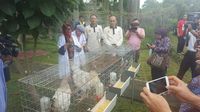  Kementan Luncurkan Varietas Ayam Pedaging, Ini 9 Keunggulannya