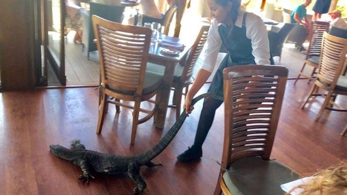 Aksi Nekat Pelayan Perempuan Usir Biawak Dari Restoran