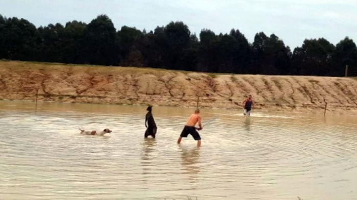 Bunuh Kanguru, Pria di Australia Barat Dibui