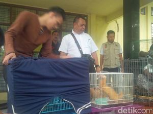 Tim KLHK Gagalkan Penyelundupan Satwa Liar di Pekanbaru