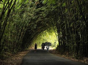 Bukan di Jepang, Ini Desa Panglipuran di Bali