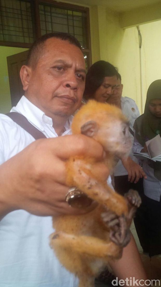 Tim KLHK Gagalkan Penyelundupan Satwa Liar di Pekanbaru