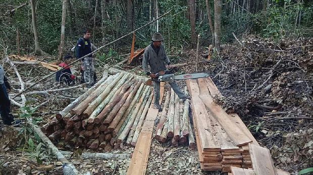 Polres Meranti Bongkar Kasus Illegal Logging