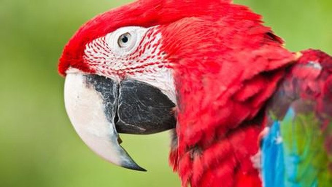 5 Hewan Paling Unik di Indonesia Timur