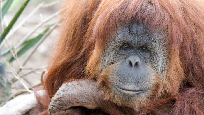 Kebun Binatang Adelaide Galang Dana Demi Kenang Orangutan