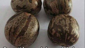 Biji karet, yang tidak pecah ketika dipukul jadi pemenang. Foto: istimewa