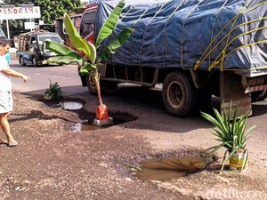 Warga Cibadak Sukabumi Tanam Pohon Pisang di Jalan Nasional