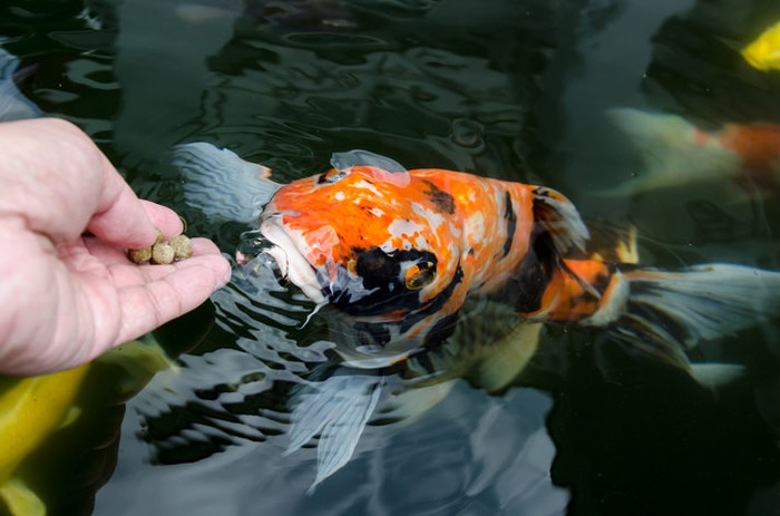 ikan