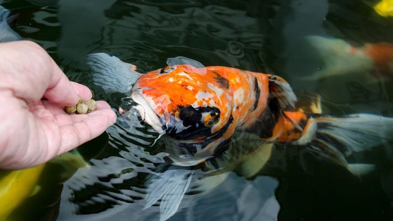 Terpopuler 30 Gambar Kartun Memberi Makan Ikan - Kumpulan Gambar Kartun