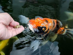 Bisakah Ikan Merasakan Sakit Seperti Manusia?