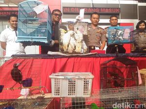 Sindikat Penyelundupan Satwa di Surabaya Gunakan Modus Baru