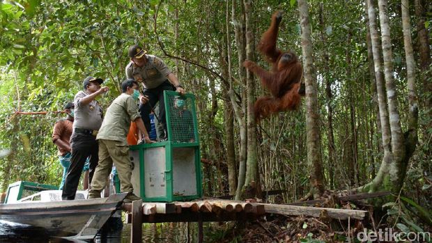 Orangutan di Kapuas direlokasi ke hutan lindung