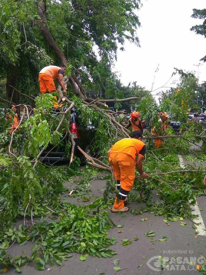Pohon Tumbang Timpa Mobil di Perempatan TB Simatupang