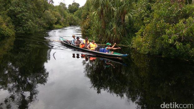 Orangutan diangkut menggunakan perahu untuk sampai  di hutan lindung