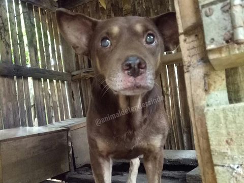 Warga Berbondong Datang, Isu Babi Ngepet di Tangerang Isapan Jempol
