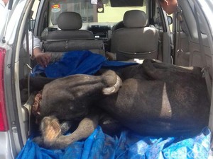 4 Pencuri Kerbau di Riau Ditangkap, 1 Pelaku Desertir TNI AU