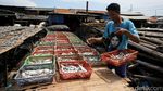 Terkendala Hujan, Produksi Ikan Asin di Angke Kembali Normal