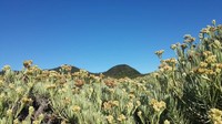 Karena saking luasnya, Tegal Alun pun menjadi padang edelweiss terluas di Asia Tenggra lho. (Feni Novida Saragih/dTraveler)