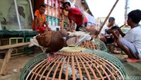 Seekor burung dara yang terlatih dapat bernilai ratusan ribu rupiah hingga jutaan rupiah.