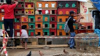 Selain hobi, memlihara burung dara ini juga kerap dijadikan sebagai pekerjaan yang menghasilkan uang.