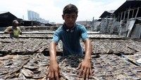 Seorang pekerja tengah menjemur ikan asin di kawasan Muara Angke, Jakarta Utara, Senin (27/2/2017).