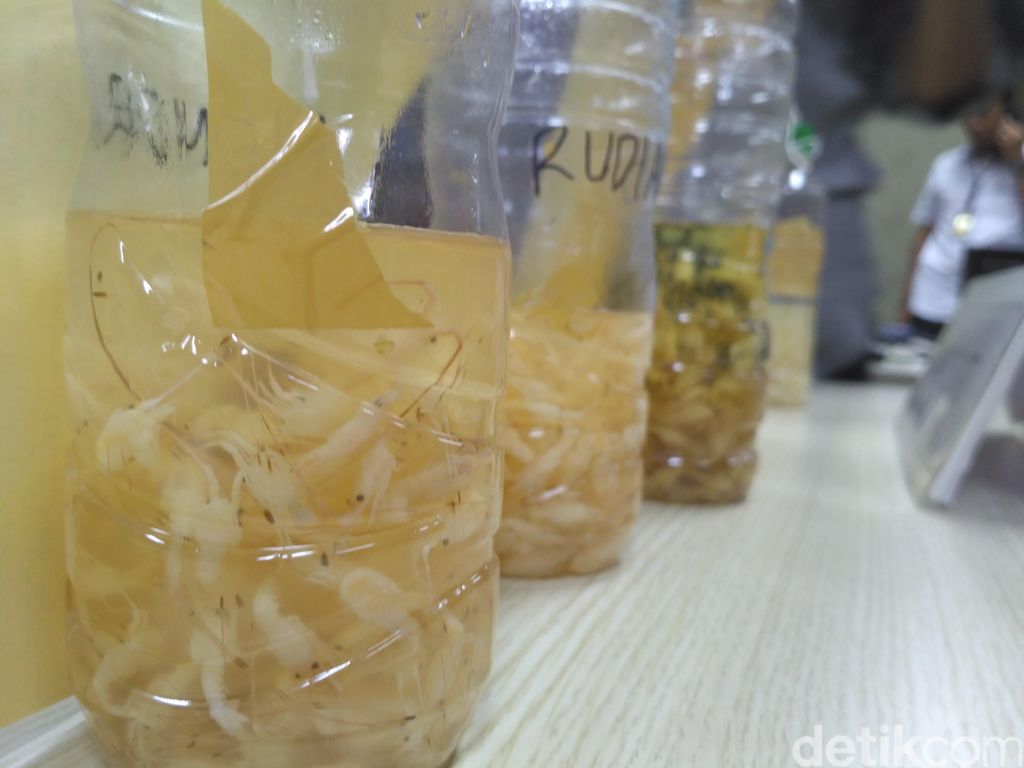 Penyelundupan benih lobster (Dony-detikcom)