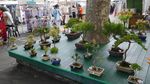 Jalan-Jalan ke Pasar Seni Paling Hits di Sydney