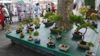 Tak hanya itu, di Paddington Market ada juga yang menjual bonsai. Seni dan kreativitas memang tak hanya terbatas pada benda mati saja, seni membuat tanaman bonsai juga dihargai di pasar ini. Satu potnya sekitar AU$ 20 saja (Rp 200 ribuan) (Wahyu/detikTravel)