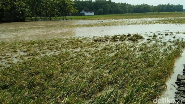 Akibat Banjir, 150 Hektar Padi di Jombang Gagal Panen