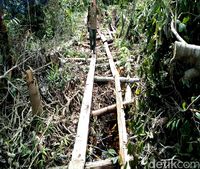 Berperang Melawan Illegal Logging di Cagar Biosfer
