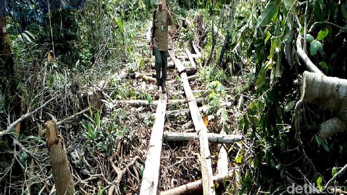 Lagi, Polisi Tangkap Pelaku Illegal Logging di Cagar Biosfer Riau