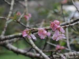 Cuaca Ekstrem, Bunga Sakura di Cibodas Belum Kunjung Mekar
