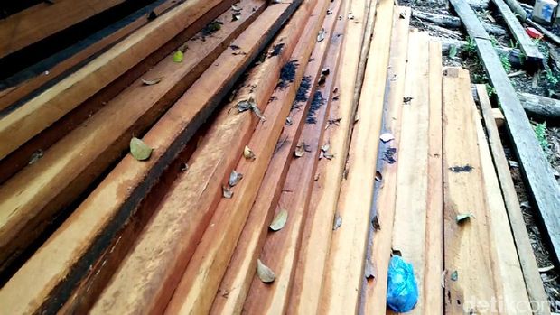 Berperang Melawan Illegal Logging di Cagar Biosfer