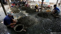 Para warga tengah mengupas kulit kerang.