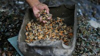 Sejumlah nelayan di Muara Angke, Jakarta Utara, Selasa (28/2/2017), mengeluhkan hasil tangkapan kerang hijau yang menurun akibat reklamasi teluk Jakarta.