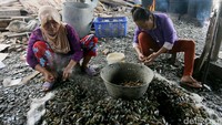 Menurut nelayan, setahun terakhir tangkapan kerang hijau menurun drastis hingga 70 persen.