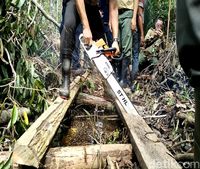 Berperang Melawan Illegal Logging di Cagar Biosfer