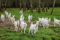 Pemerahan Susu Kambing dengan Iringan Musik Jazz Hasilkan Susu dan Keju Lebih Enak
