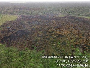 Jejak dan Strategi Keroyokan dalam Kebakaran Lahan Gambut di Riau