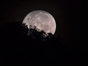 SpaceX akan Terbangkan 2 Turis ke Sekitar Bulan