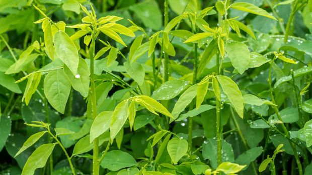 Sauropus androgynus, also known as katuk, star gooseberry, or sweet leaf, is a shrub grown in some tropical regions as a leaf vegetable.
