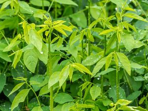 Kata Dokter Herbal soal Khasiat Daun Katuk, Betulan Bisa Perbanyak ASI?