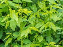 Kata Dokter Herbal soal Khasiat Daun Katuk, Betulan Bisa Perbanyak ASI?