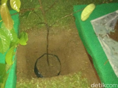 Ini Ulin di Al Saud Garden yang Tak Jadi Ditanam Raja Salman
