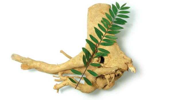 Herba pasak bumi