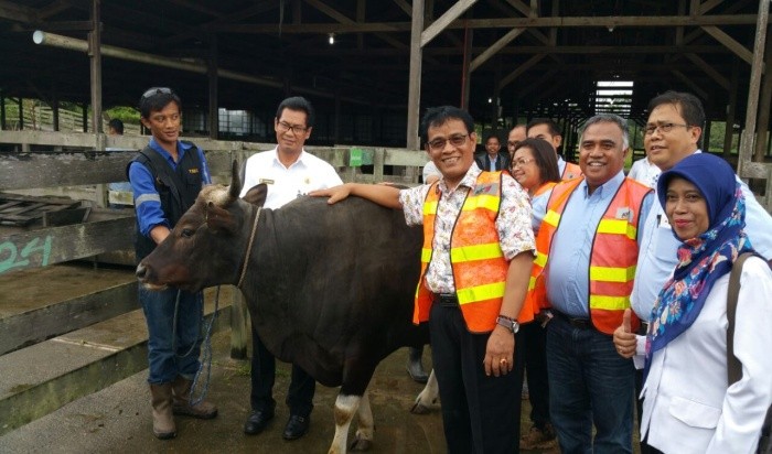 Melihat Suksesnya Peternakan di Lahan Eks Tambang di Kaltim