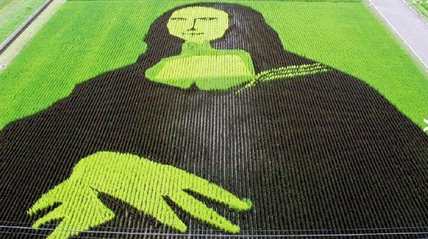 Crop Circle? Bukan, Ini Lukisan 3D Warga Jepang dari Tanaman Padi