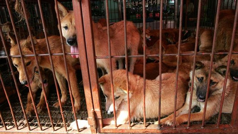 Tentang Rencana Bupati Tutup Semua Warung Daging Anjing di Karanganyar Tentang Rencana Bupati Tutup Semua Warung Daging Anjing di Karanganyar