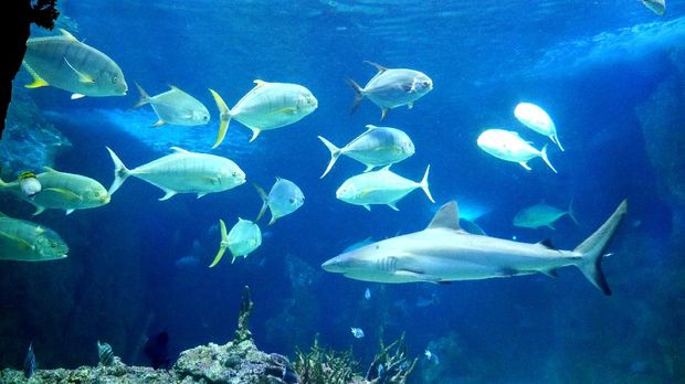 Ikan Hiu putih di SEA LIFE (Wahyu/detikTravel)
